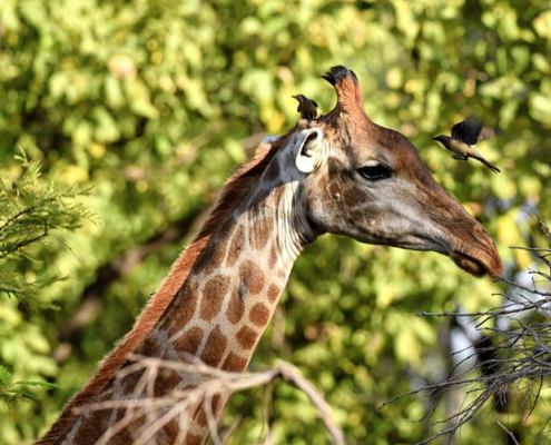 Wilde dieren -Giraffe