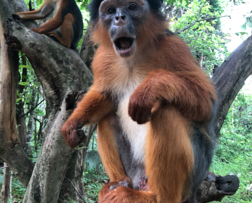 Apenpark Aapjes kijken in Apen park